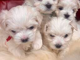 Chiots maltais