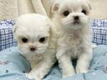 Chiots maltais - фото 2