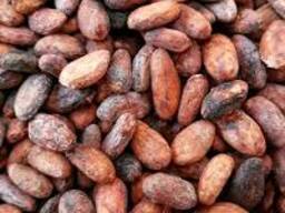 Cocoa Beans
