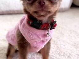 Disponibles immédiatement !