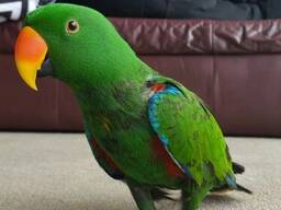 Perruche Eclectus femelle