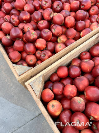 Export Apples / Red Prince / Champion / Golden / Mutsu / Jonagored