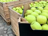 Export Apples / Red Prince / Champion / Golden / Mutsu / Jonagored - фото 6