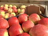 Export Apples / Red Prince / Champion / Golden / Mutsu / Jonagored - фото 7