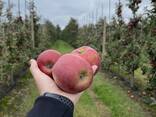 Export Apples / Red Prince / Champion / Golden / Mutsu / Jonagored - фото 9