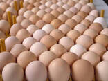 Fertilized Chicken Eggs/ Cobb 500 Broiler Chicken Eggs/Fresh Cobb 700 Fertile eggs/ Eggs - photo 1