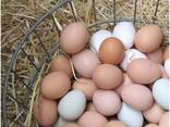 Fertilized Chicken Eggs/ Cobb 500 Broiler Chicken Eggs/Fresh Cobb 700 Fertile eggs/ Eggs - photo 2