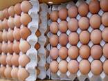 Fresh Brown Table Eggs Chicken Eggs / Chicken Table Eggs Brown and White/ Fertilized Eggs - фото 1