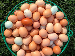 Fertilized Chicken/ Table Chicken Eggs / Fresh Brown and White Table eggs wholesale price