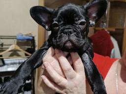Маленькие щенки французского бульдога
