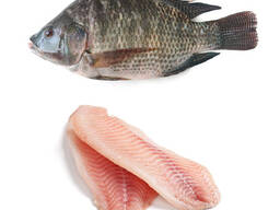 Frozen Tilapia Fish