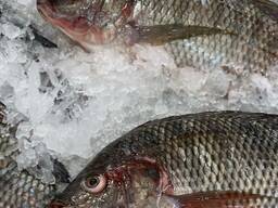 Frozen Whole Round Tilapia Fish 500-800g