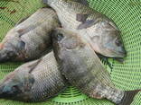 Frozen Whole Round Tilapia Fish 500-800g - фото 3