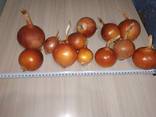 Golden onions from Kazakhstan - photo 8