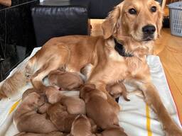 Golden Retriever de 12 semaines cherchent une famille aimante