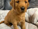 Golden Retriever de 12 semaines cherchent une famille aimante - photo 1
