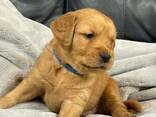 Golden Retriever de 12 semaines cherchent une famille aimante - photo 2