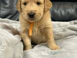 Golden Retriever de 12 semaines cherchent une famille aimante - photo 3