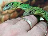 Green tree monitor for sale - фото 1