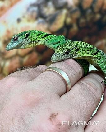 Green tree monitor for sale
