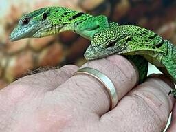 Green tree monitor for sale