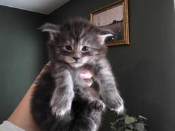 Il reste 3 chatons Maine Coon de race pure.