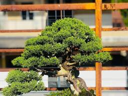 Japanese Black Pine