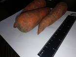 Je vais vendre des carottes en gros Kazakhstan - photo 1