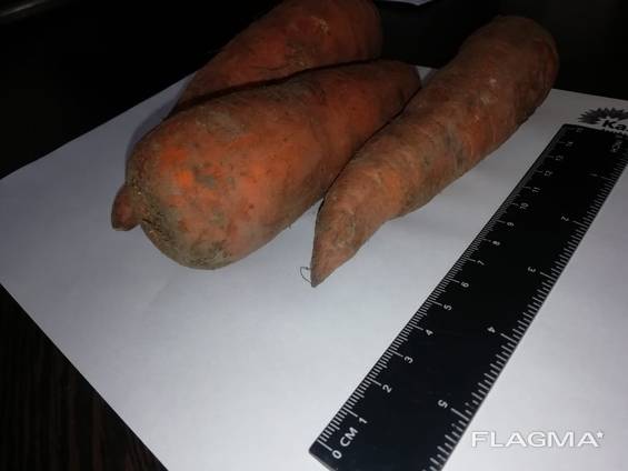 Je vais vendre des carottes en gros Kazakhstan