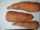 Je vais vendre des carottes en gros Kazakhstan - photo 2