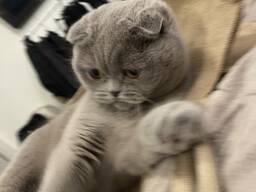 Кошка ищет друга