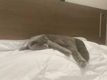 Кошка ищет друга - photo 1