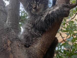 Котята Мейн Кун - photo 1