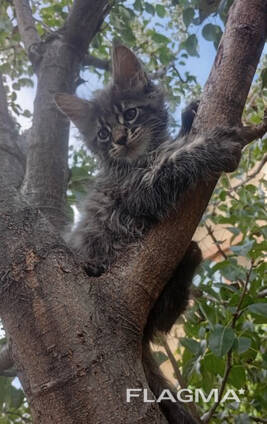 Котята Мейн Кун