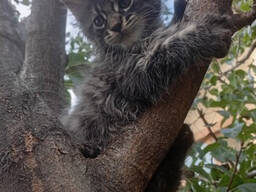 Котята Мейн Кун