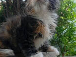 Котята Мейн Кун - photo 3