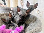 Котята Сфинкс - фото 1