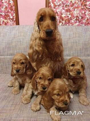 Красивые щенки американского кокер-спаниеля.