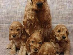 Красивые щенки американского кокер-спаниеля.