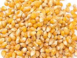 Кукурузы