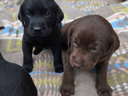 Labrador de 12 semaines cherchent une famille aimante