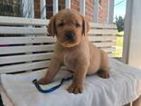 Labrador de 12 semaines cherchent une famille aimante - photo 3