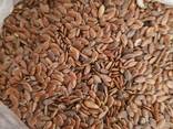 Лен, flax seeds - фото 1