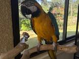Macaw - фото 1