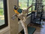 Macaw - фото 2