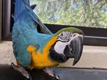 Macaw - фото 3