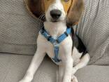 Magnifiques chiots Beagle tricolores - photo 2