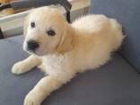 Magnifiques chiots golden retriever fauve de pure race, - photo 2
