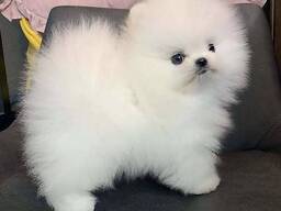 Мальчики померанского шпица из Кентукки