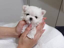 Maltese puppy